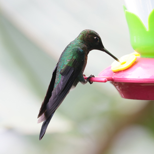 Magnificient Hummingbird